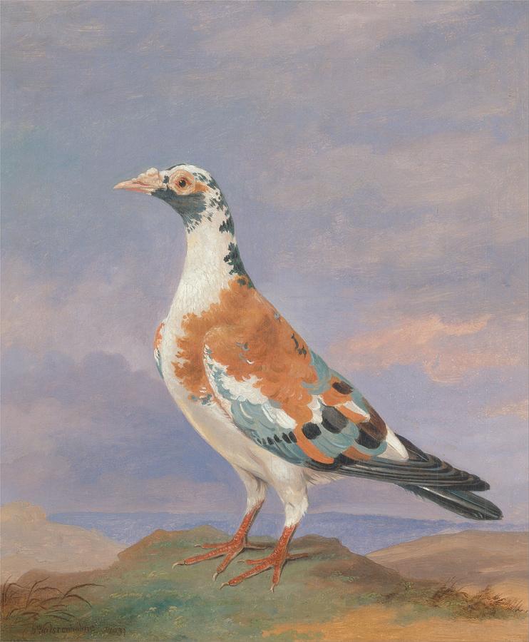 Studies of Carrier Pigeon by Dean Wolstenholme, 1837 Painting by Celestial Images