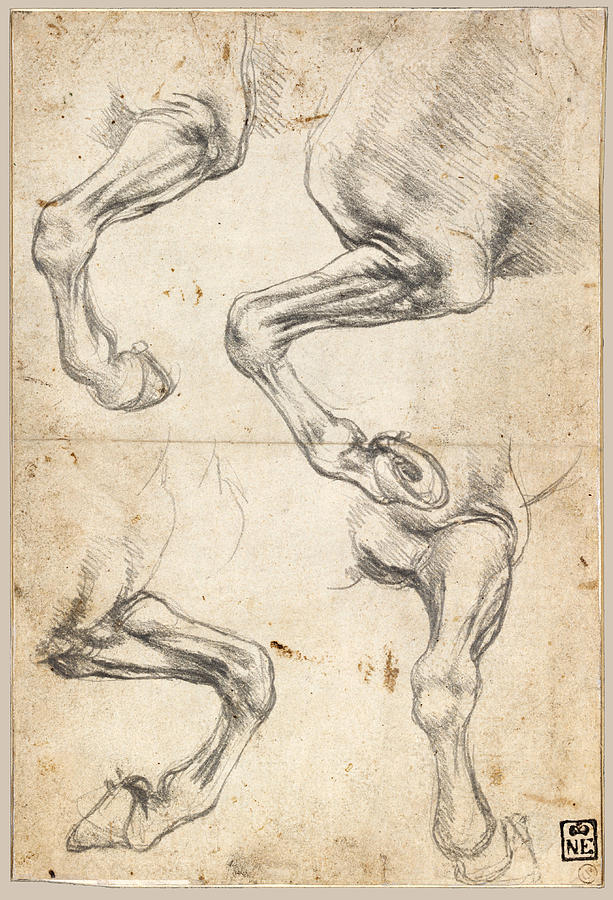 Studies of Horses Leg Drawing by Leonardo Da Vinci