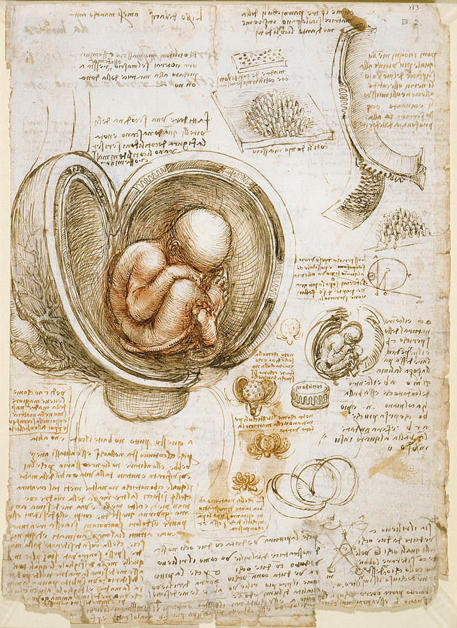 Studies of the Fetus in the Womb Drawing by Leonardo da Vinci