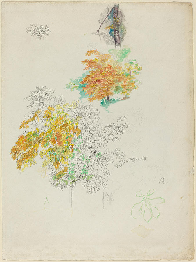 Pierre Auguste Renoir Drawing - Studies Of Trees by Auguste Renoir
