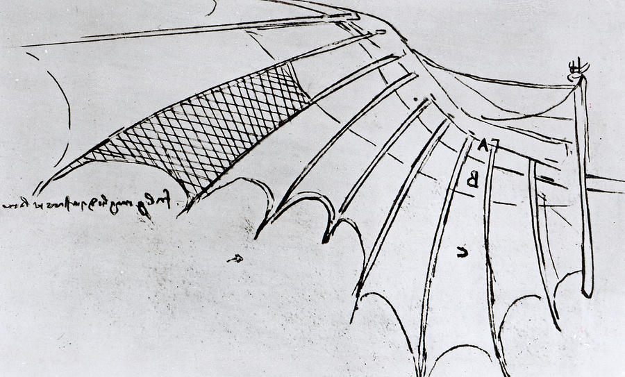 Studies of wing articulation Drawing by Leonardo Da Vinci