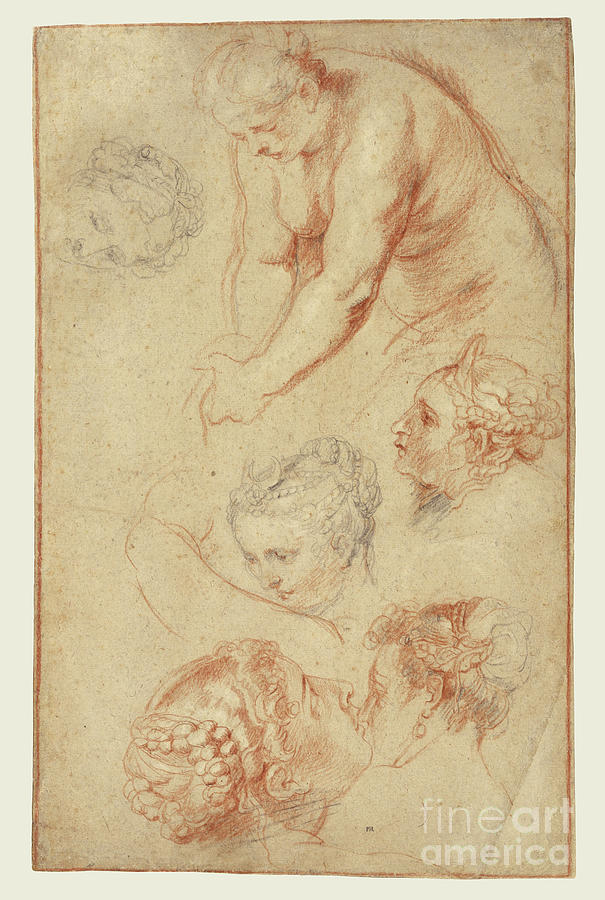 Studies of Women by Peter Paul Rubens Painting by Esoterica Art Agency