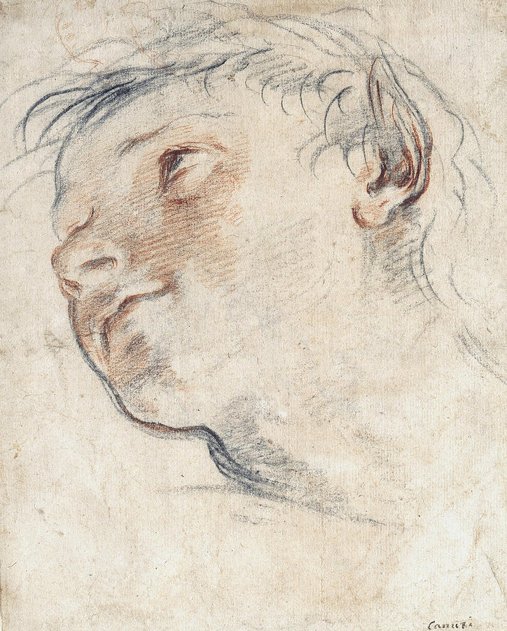 Study for the Head of a Faun Drawing by Domenico Maria Canuti