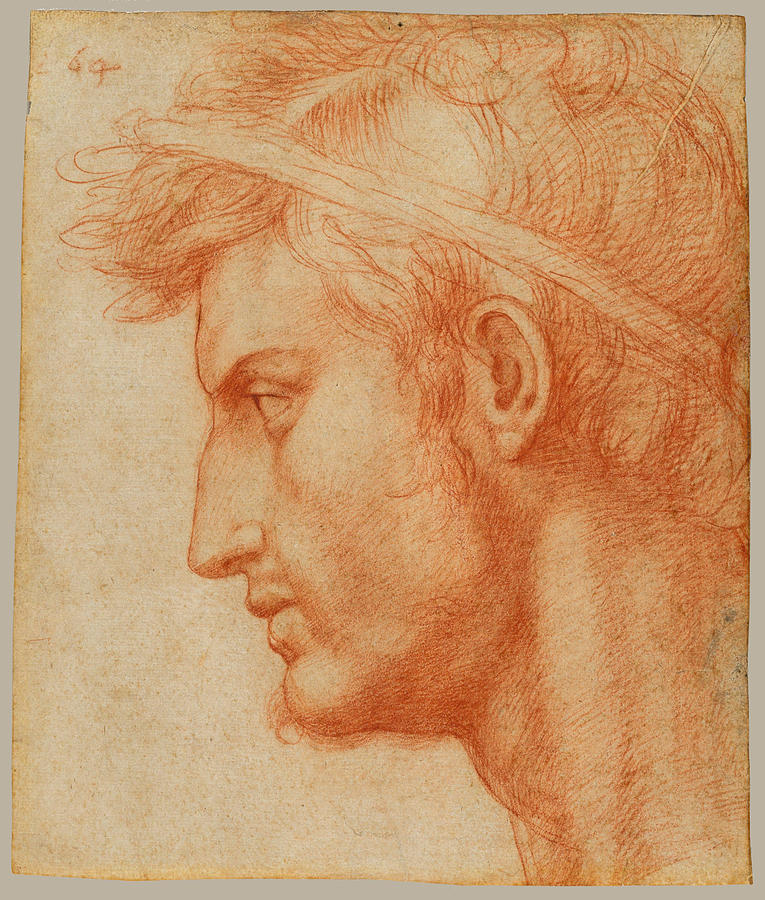 Study for the Head of Julius Caesar Drawing by Andrea del Sarto