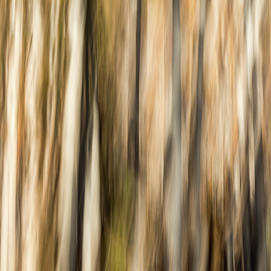 Study In Abstract No. 273, Yellowstone Photograph by Ann Skelton | Fine ...