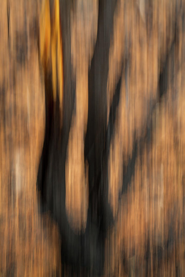 Study In Abstract No. 3, Yellowstone Photograph by Ann Skelton