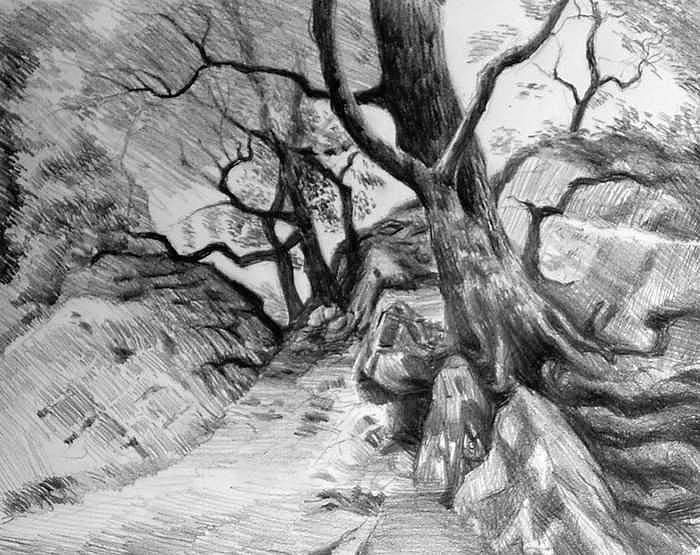 Study in Trees Drawing by William Hay Study in Trees Drawing by William Hay