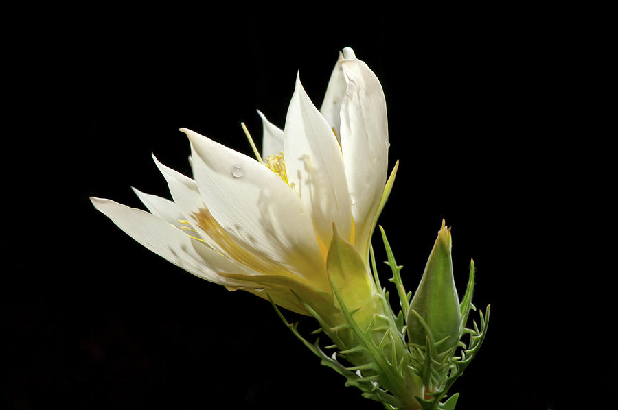 Wildflowers Photograph - Study in White by Kenneth Eis