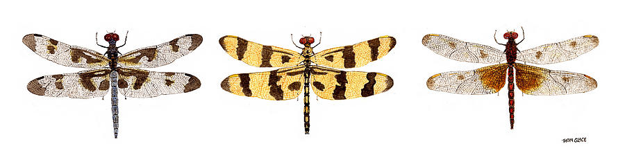 Study of a Banded Pennant a Halloween Pennant and a Calico Pennant  Painting by Thom Glace