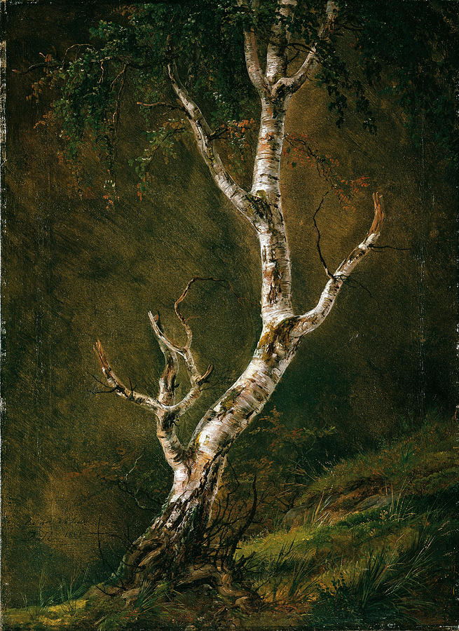 Study of a Birch Tree Painting by Johan Christian Dahl