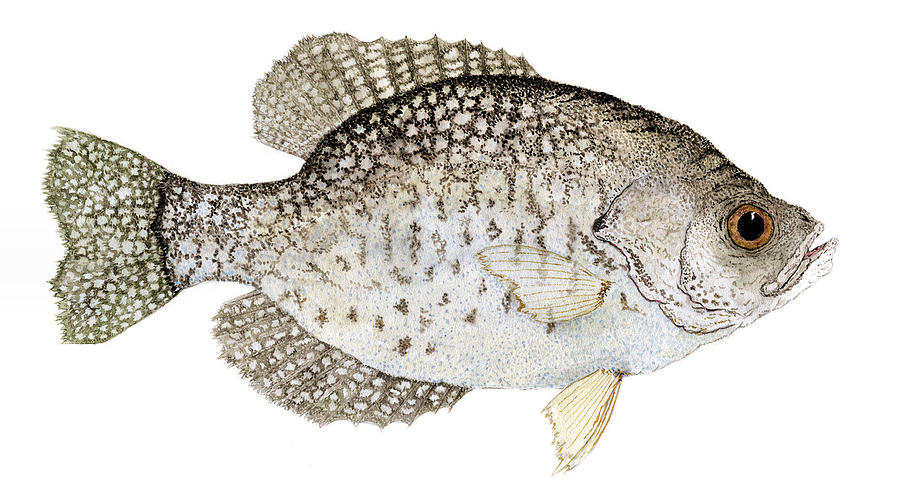 Study of a Black Crappie Painting by Thom Glace