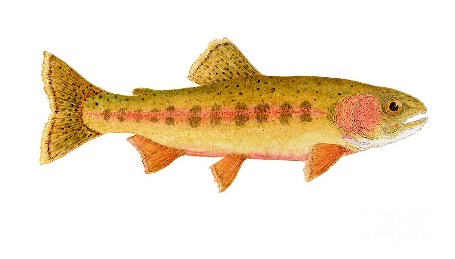 Trout Painting - Study of a Golden Trout by Thom Glace
