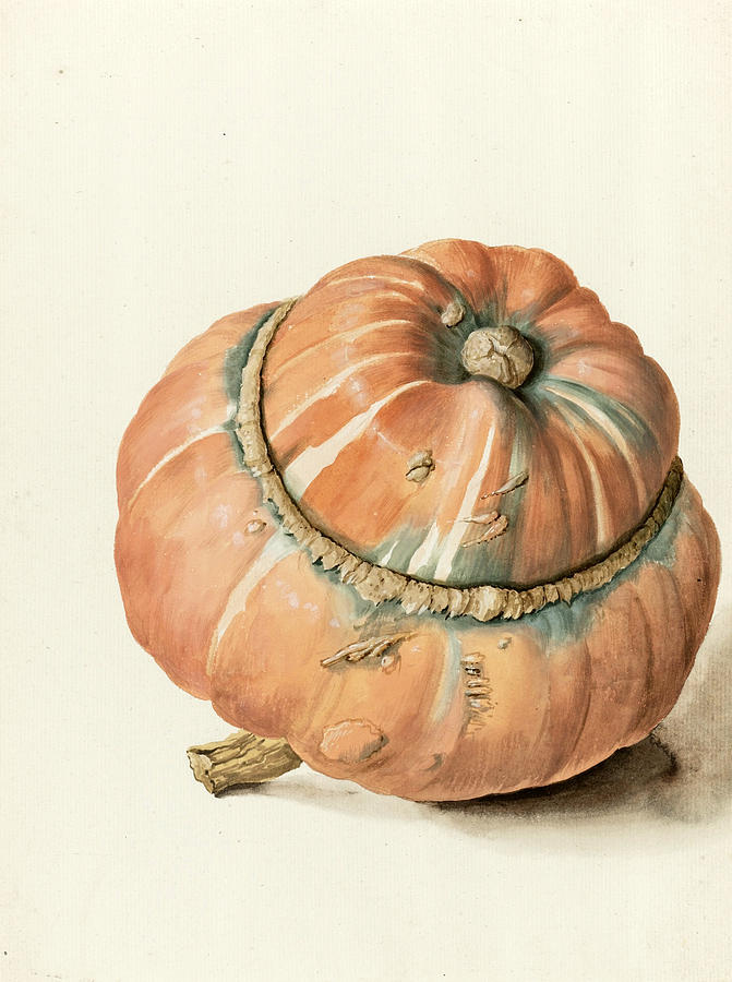 Study of a Gourd Drawing by Attributed to Jean-Baptiste Huet