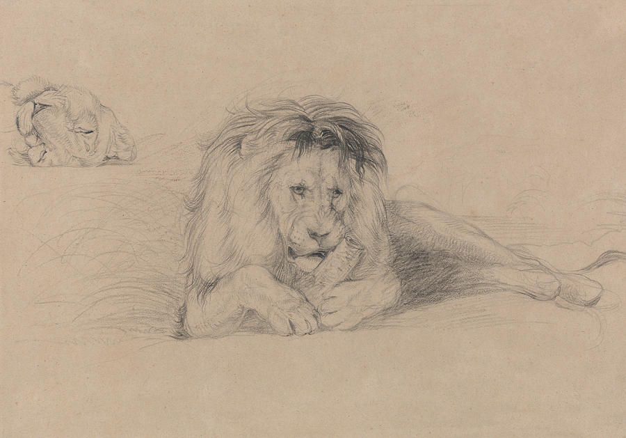 John Frederick Lewis Drawing - Study of a Lion and Study of a Lioness Head by John Frederick Lewis