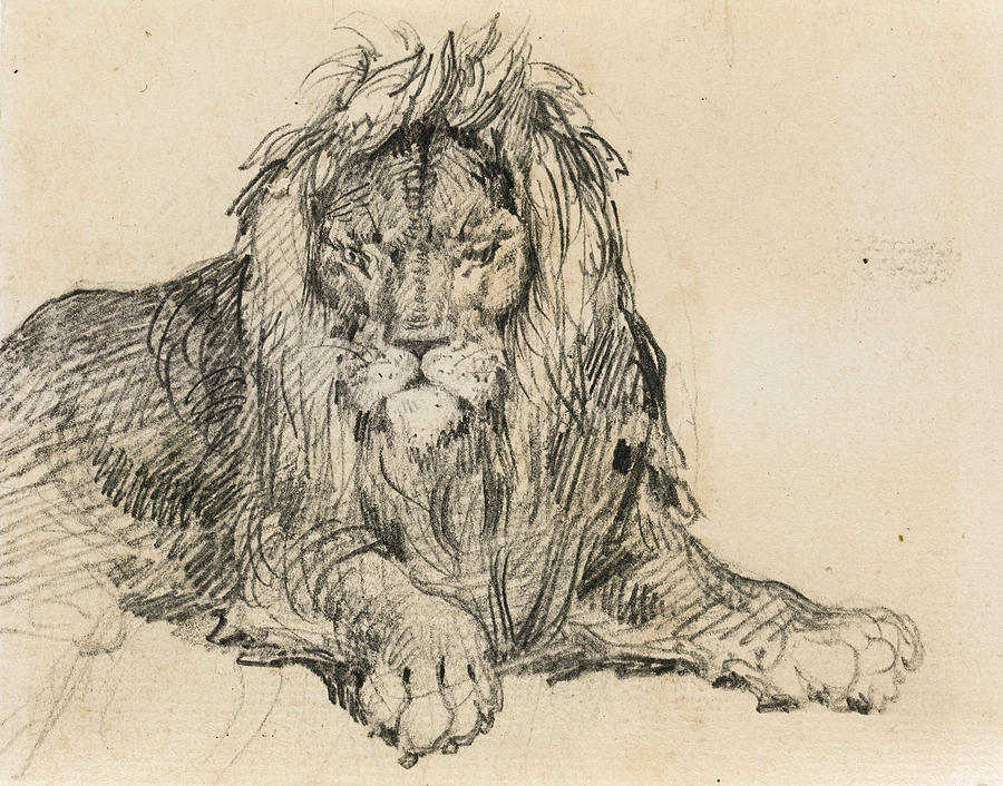 Study of a Lion Drawing by Theodore Gericault