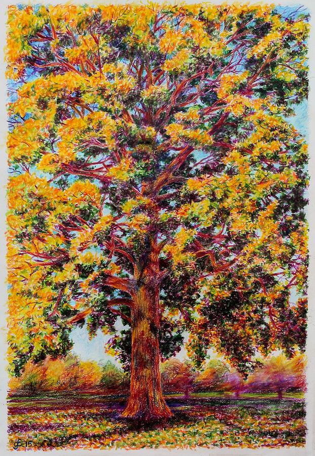 Study Of A Maple Tree In Autumn Drawing