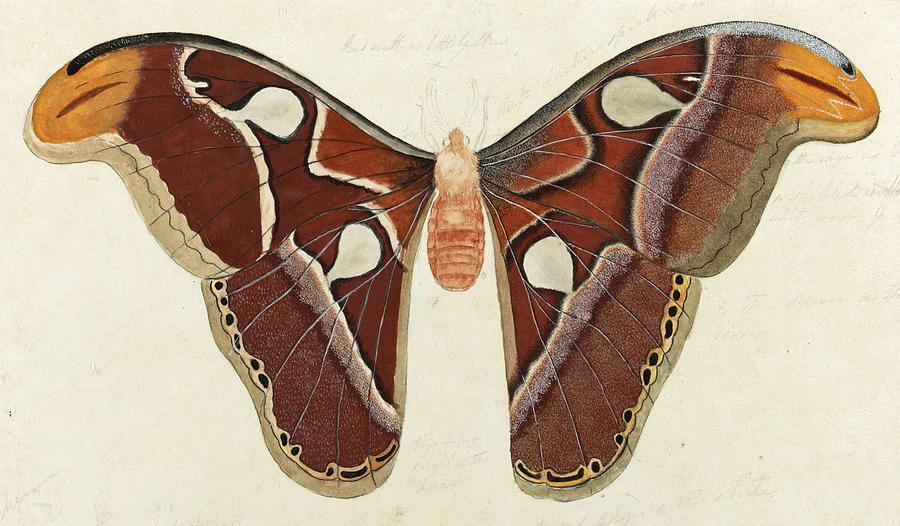 Study of a Moth  Drawing by British School