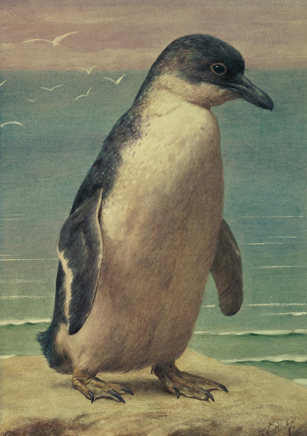Penguin Painting - Study of a Penguin by Henry Stacey Marks