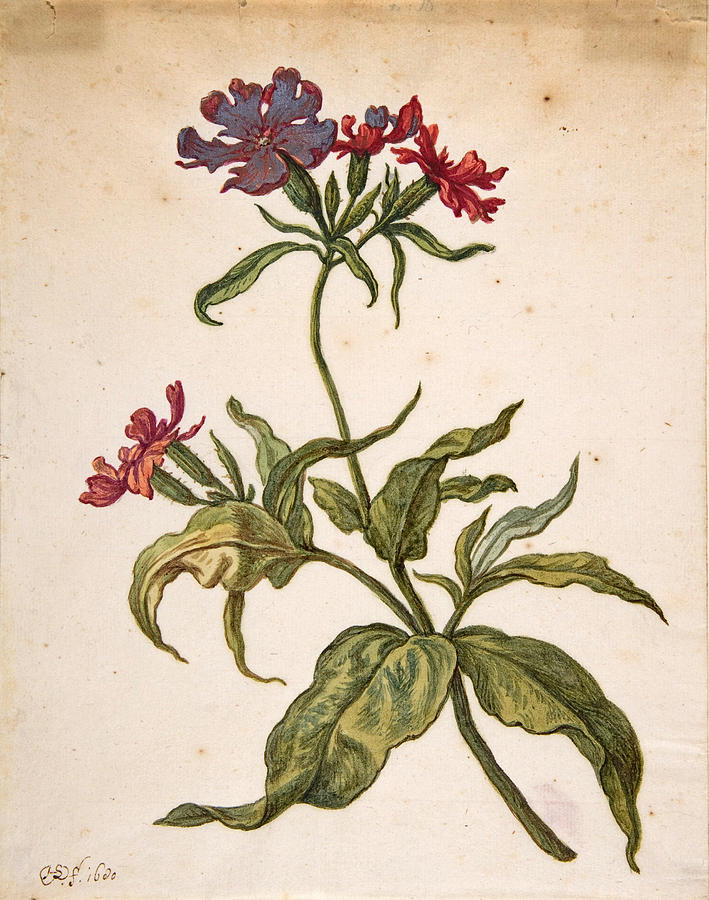 Herman Saftleven Drawing - Study of a red catchfly. Lychnis hirsuta by Herman Saftleven