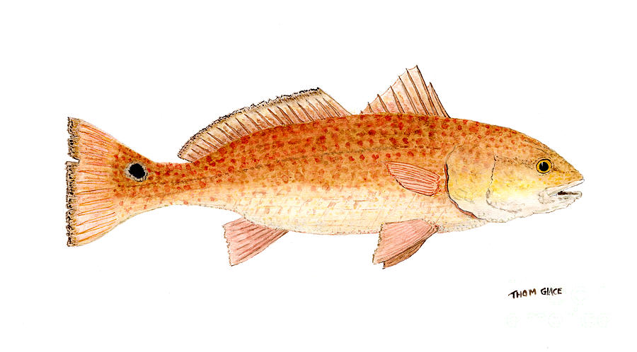 Study of a Redfish  Painting by Thom Glace