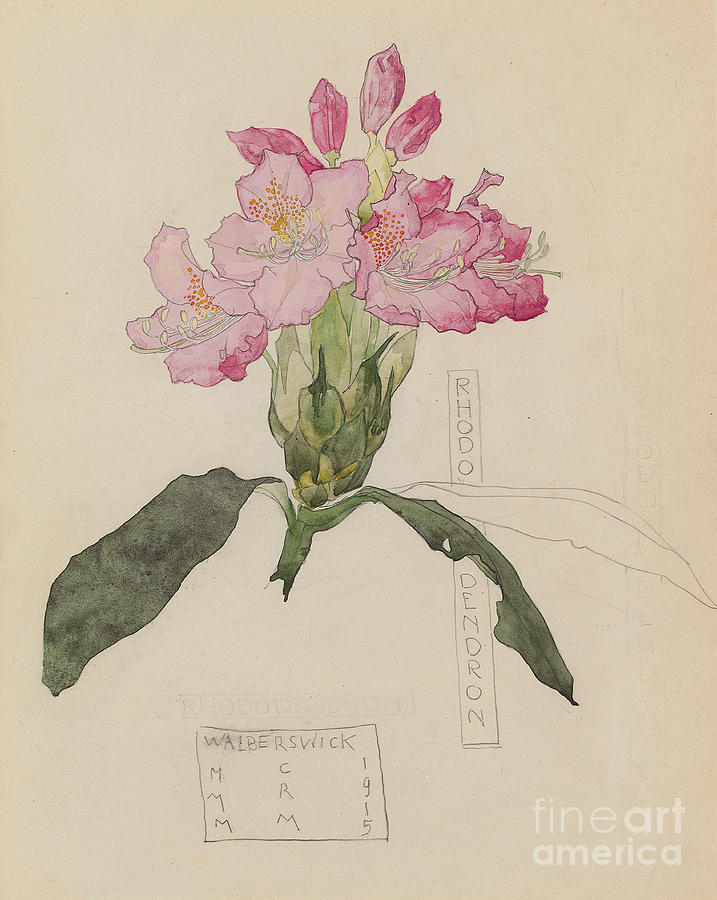 Study of a Rhododendron, 1915 Drawing by Charles Rennie Mackintosh
