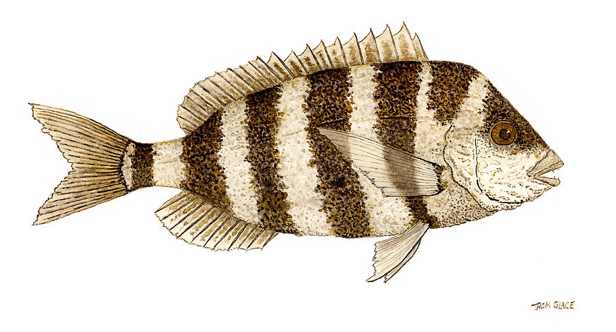 Study of a Sheepshead Painting by Thom Glace