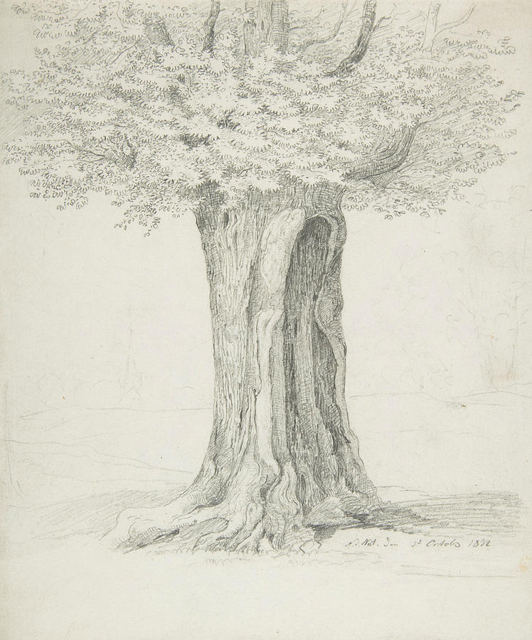 Study of a Tree Drawing by Ernst Ferdinand Oehme