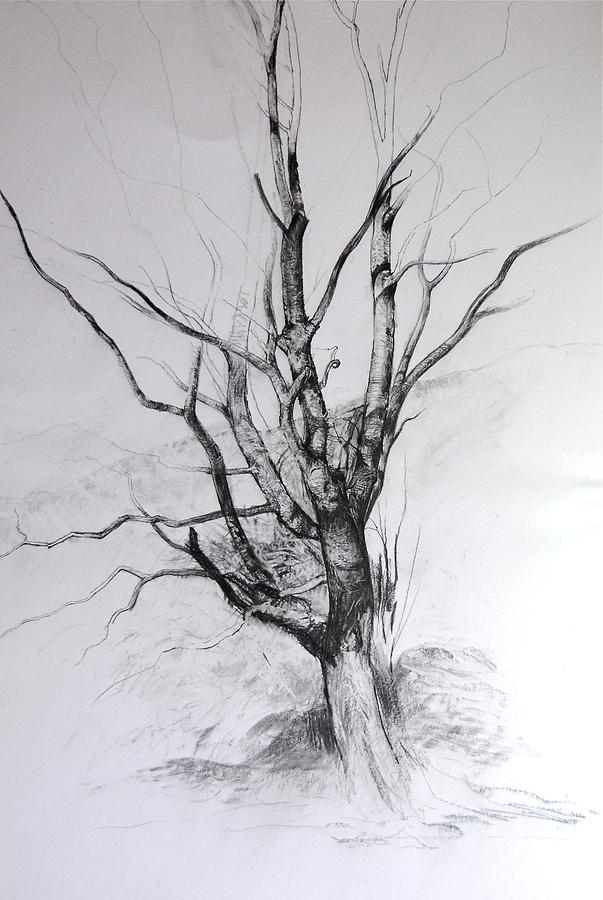 Study of a Tree Drawing by Harry Robertson