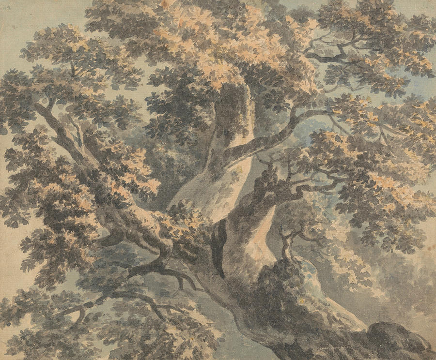 Study of a Tree Painting by Paul Sandby | Fine Art America