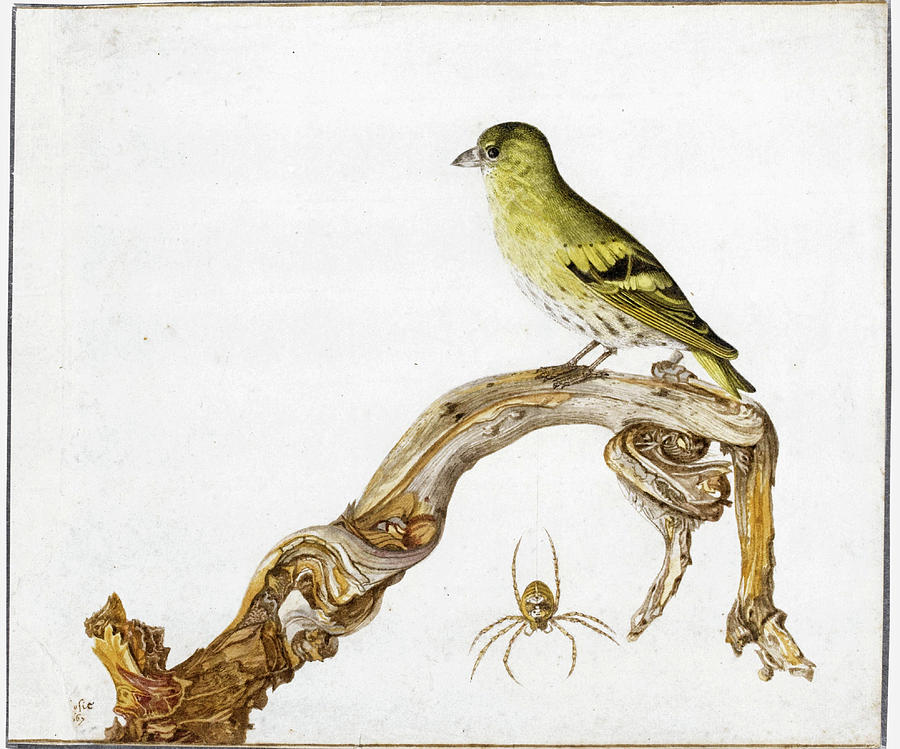 Study of a yellow Canary sitting on a Branch with Spider Drawing by Rochus van Veen