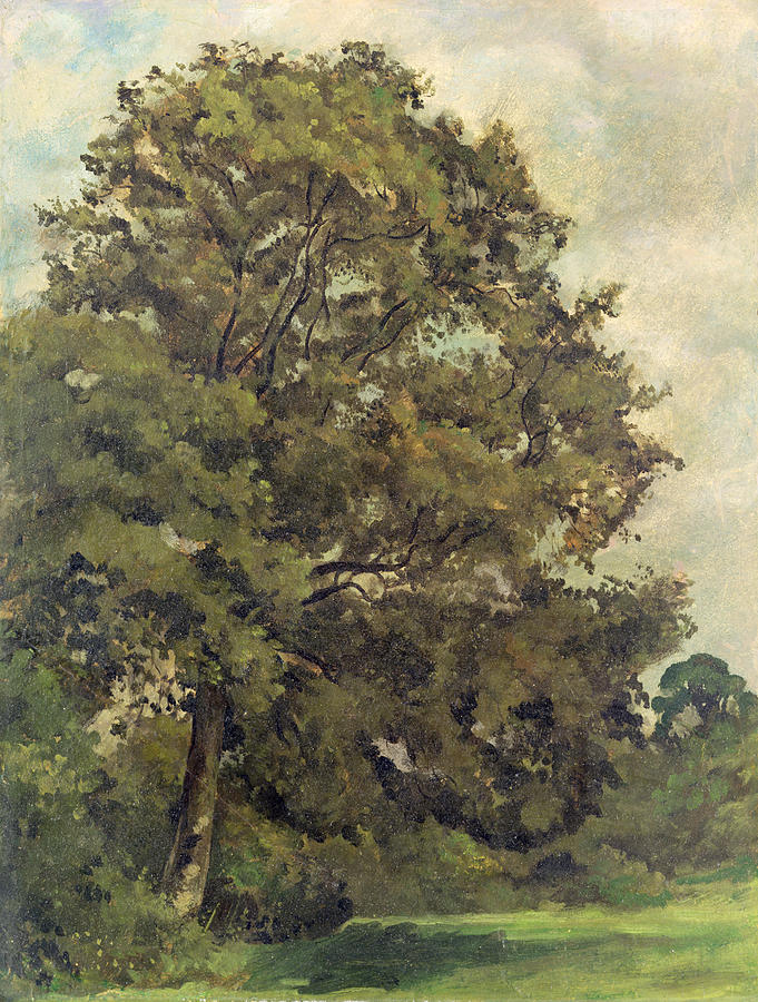 Landscape Photograph - Study of an Ash Tree by Lionel Constable