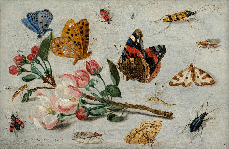 Jan Painting - Study of Butterflies and other Insects with a Sprig of Apple Blossom by Jan van Kessel The Elder