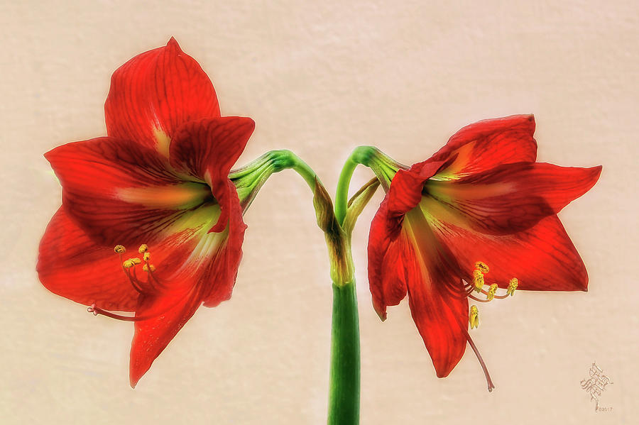 His and Her The Red Gladiolus  Digital Art by Syed Muhammad Munir ul Haq
