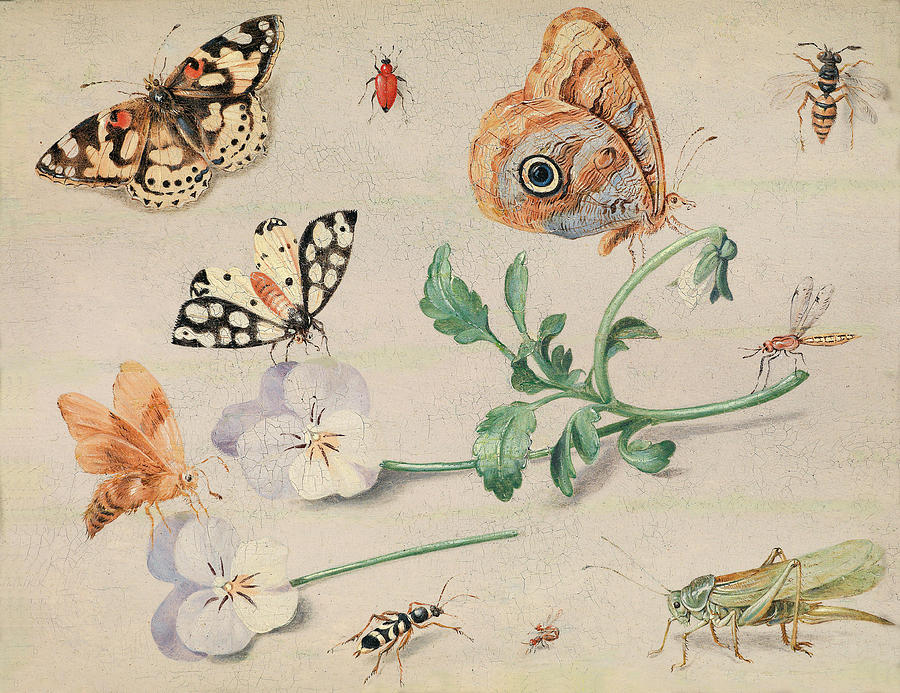 Jan Van Kessel The Elder Painting - Study of insects and flowers by Jan van Kessel the Elder