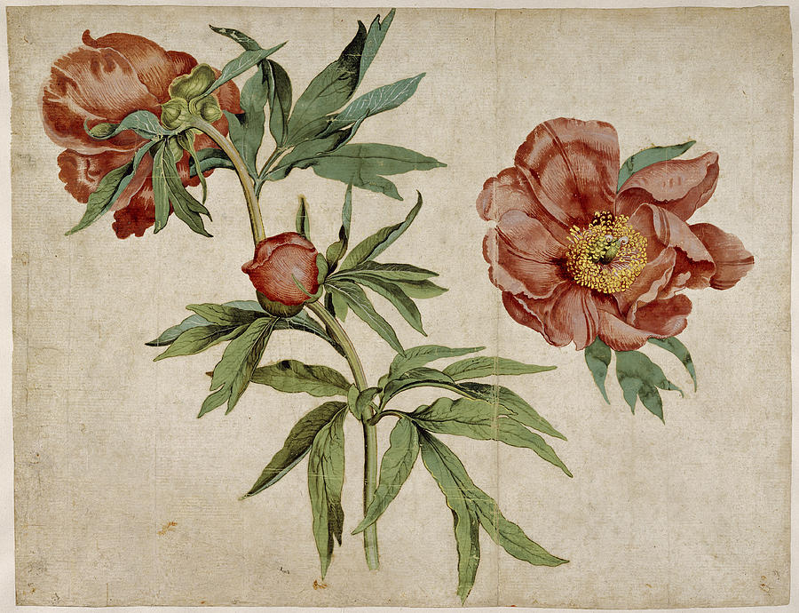 Study of Peonies Drawing by Martin Schongauer