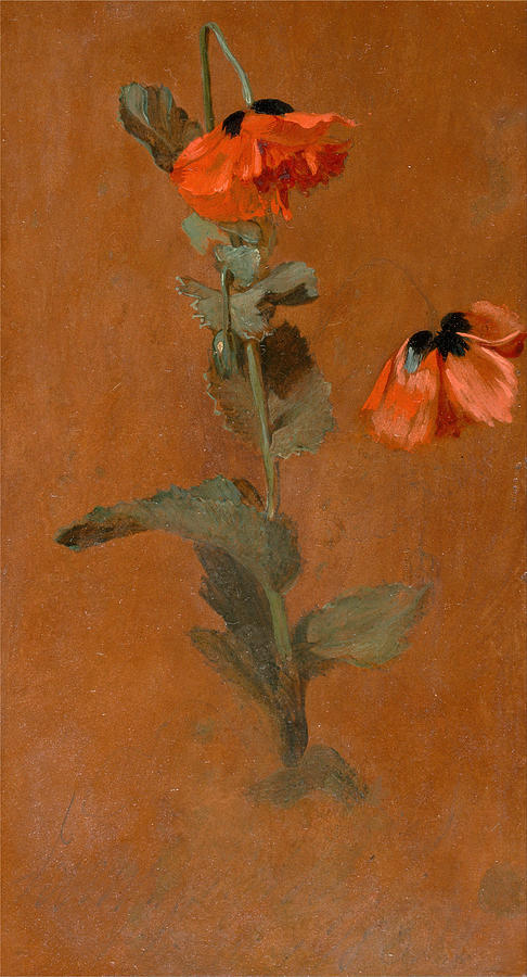 Study of Poppies Painting by James Inskipp
