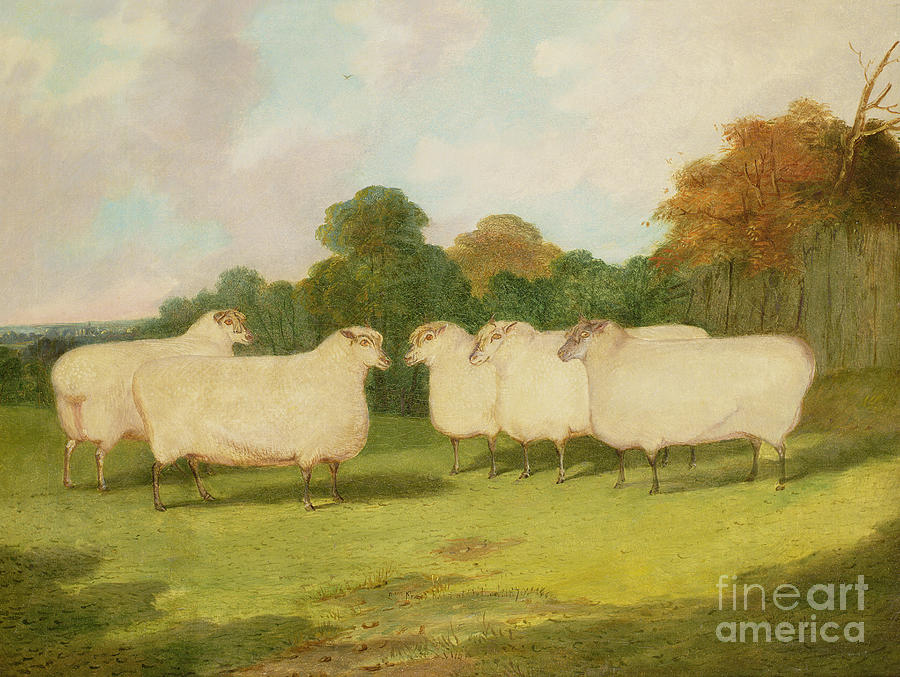 Sheep Painting - Study of Sheep in a Landscape   by Richard Whitford