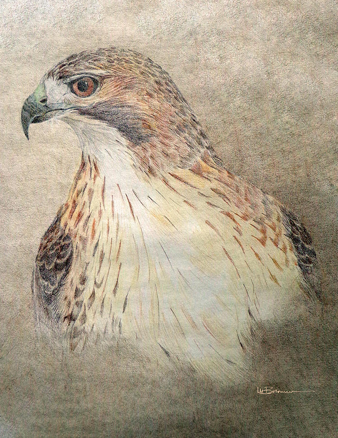 Study Of The Redtail Hawk Drawing by Leslie M Browning