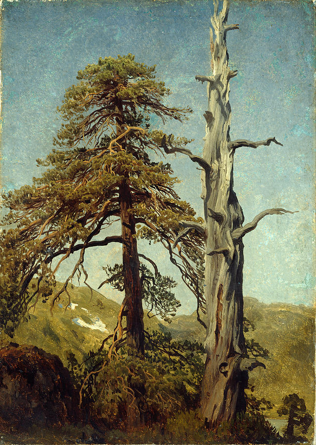 Study of Trees Painting by August Cappelen