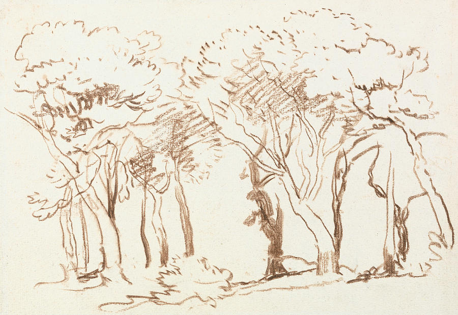 Study of Trees Drawing by David Cox