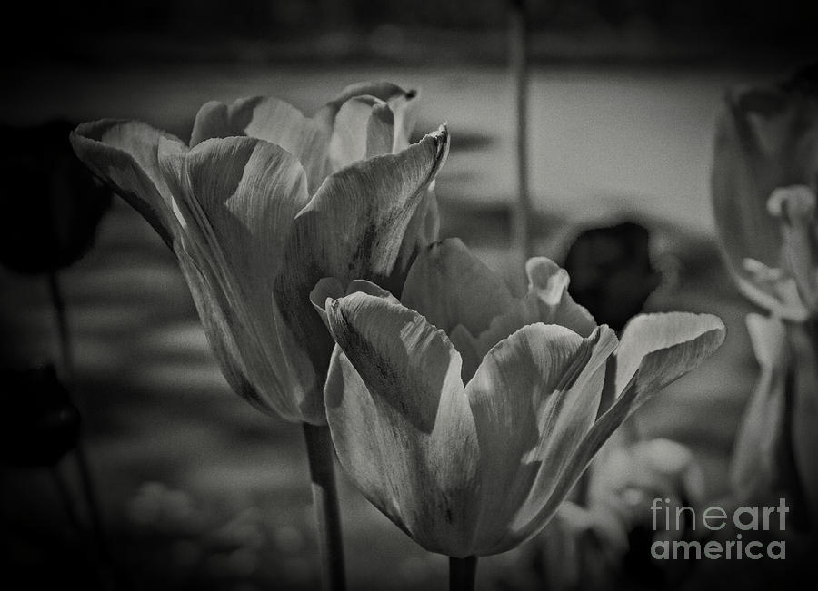 Study of Tulips Photograph by Doc Braham
