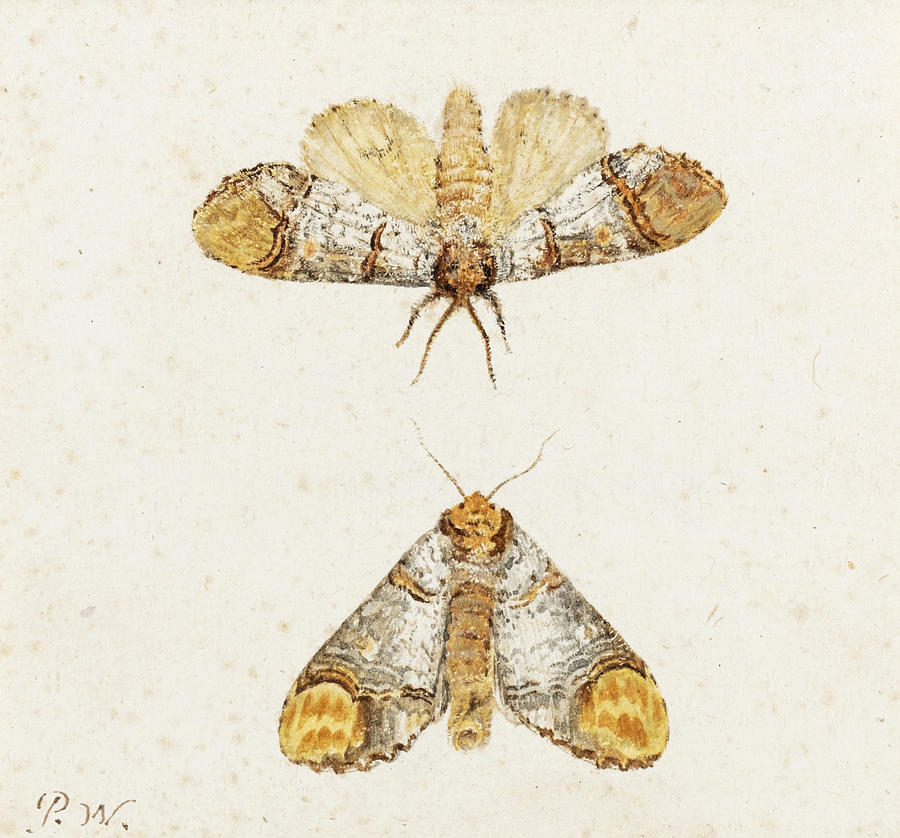 Study of two Moths Drawing by Pieter Withoos