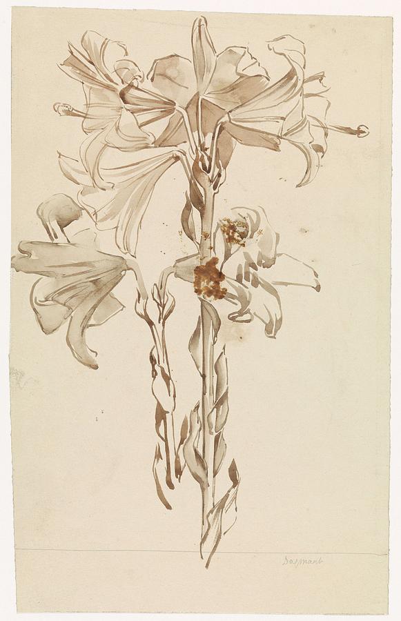 Study Sheet With Two Branches Of Lilies, Antoon Derkinderen, 1869 - 1925 Painting