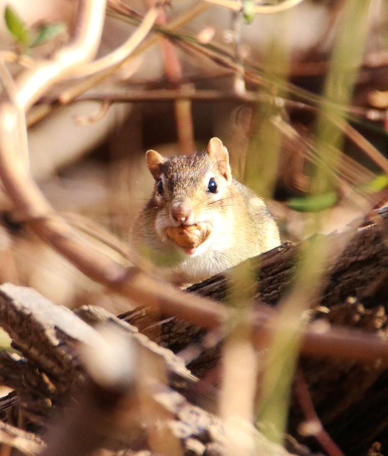 stuffed chipmunk