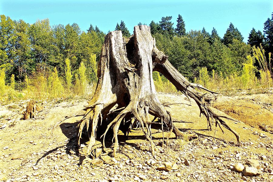 Stump 1 Photograph