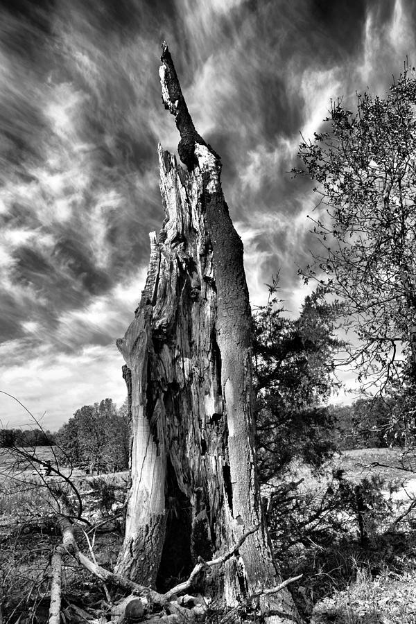Nature Photograph - Stump by Andy Wisdom