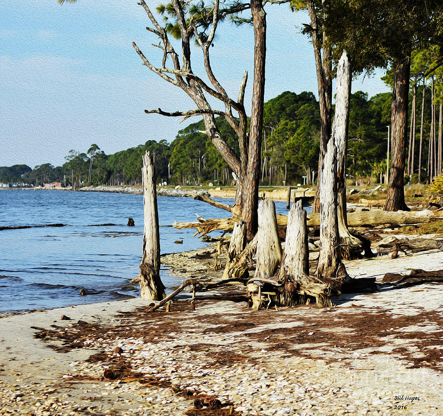Tree Painting - Stump Beach by DB Hayes
