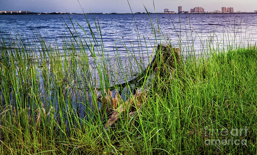 Stump By The Lake At Dawn Photograph