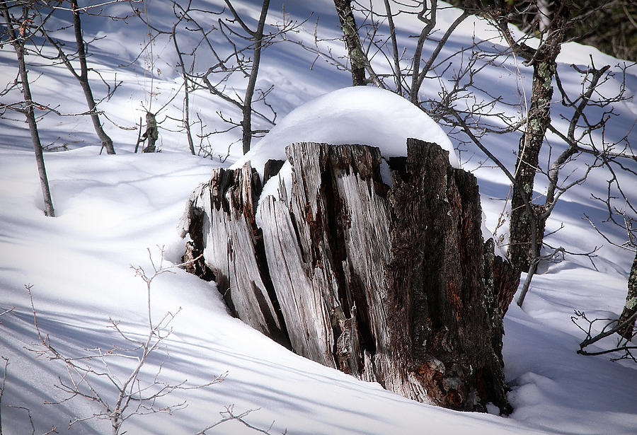 Stump Photograph by Elaine Malott