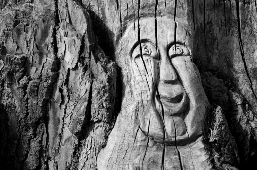 Stump face 3 Photograph by Stephen Holst